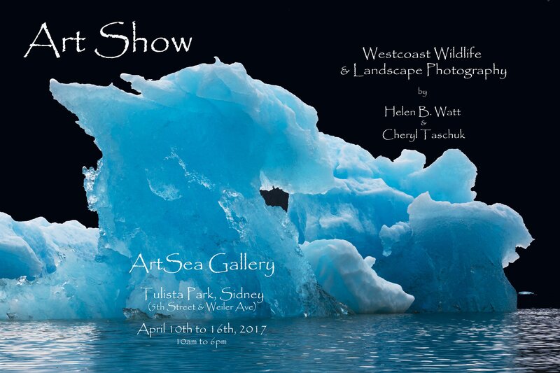 International Award Winning West Coast Wildlife & Landscape Photography: Helen B. Watt  (Photographer from Sidney BC), Cheryl Taschuk  (Photographer from Sidney BC) @ ArtSea Gallery Apr 10 2017 - Jul 25th @ ArtSea Gallery