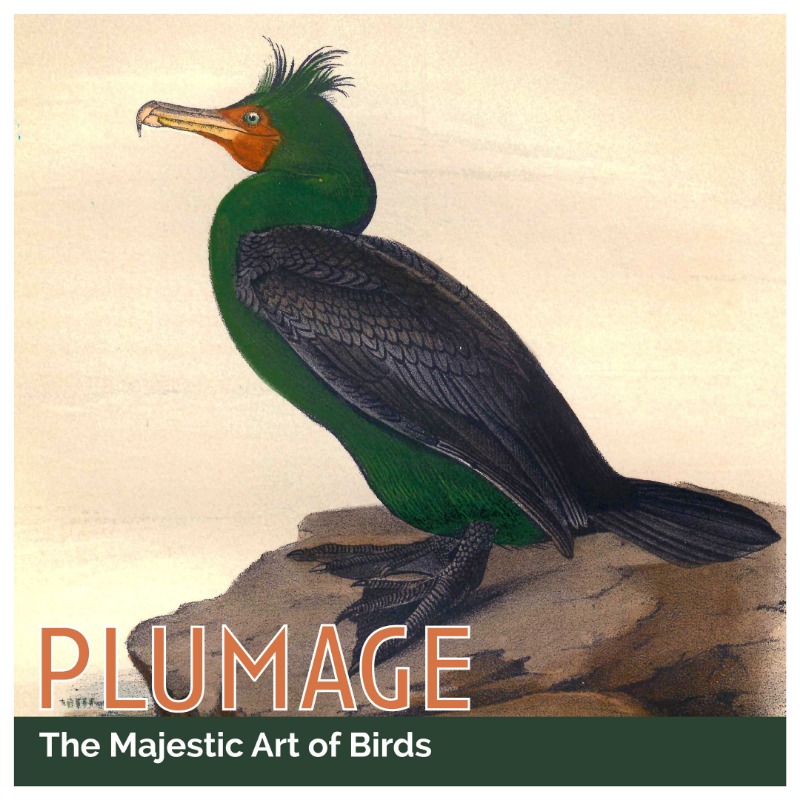 Plumage Exhibit Public Opening @ Bateman Gallery Apr 13 2019 - Jun 25th @ Bateman Gallery