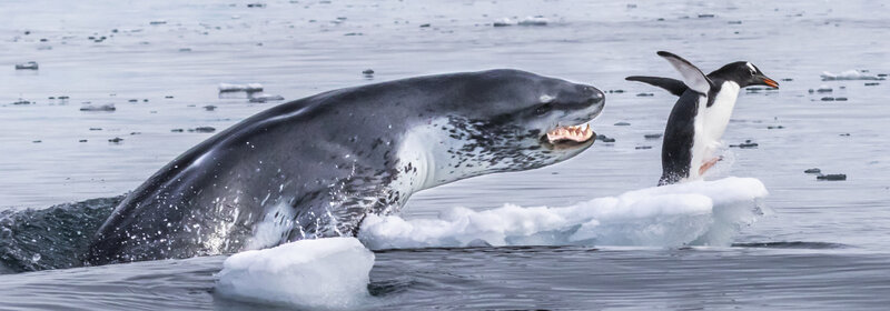 Wildlife Photographer of the Year @ Royal British Columbia Museum Feb 14 2020 - May 7th @ Royal British Columbia Museum