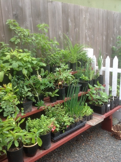 Pop-Up Plant Sale @ Ross Bay Villa Historic House Museum Jun 20 2020 - Jun 23rd @ Ross Bay Villa Historic House Museum