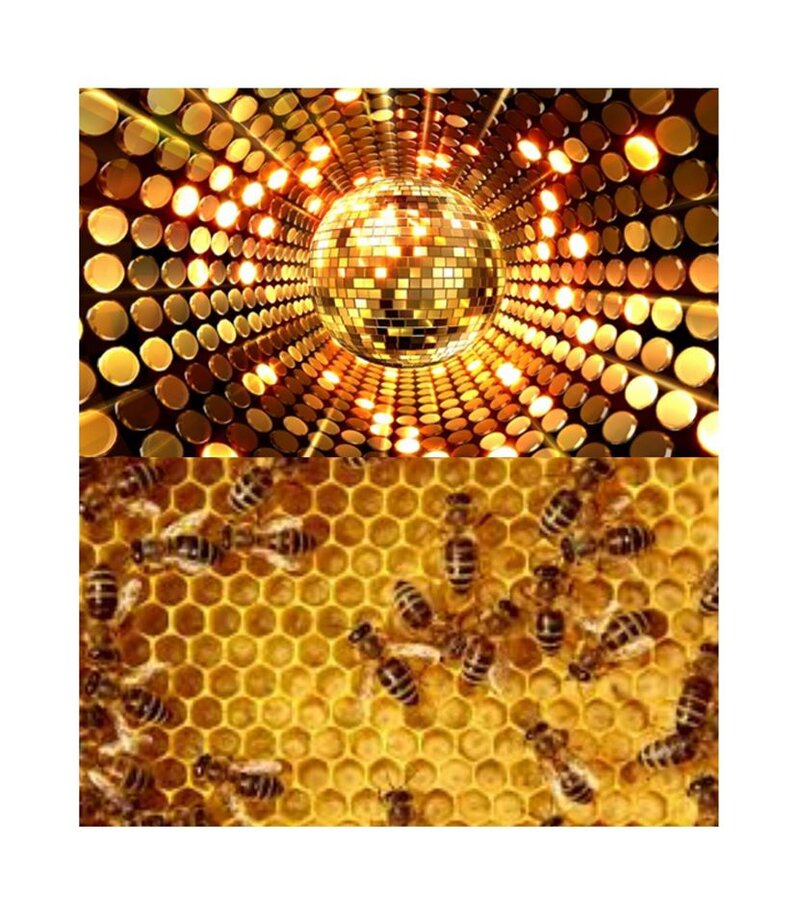 Stayin' A-Hive: A Funky Disco Fundraiser: musicofmymind @ Copper Owl Apr 2 2017 - Jun 4th @ Copper Owl
