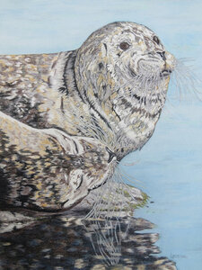 Seals Sunning by 
Donna Birtwistle