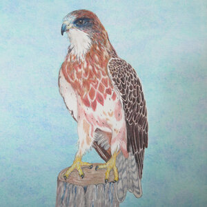 Swanson Hawk by 
Donna Birtwistle