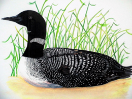Loon Side by 
Donna Birtwistle