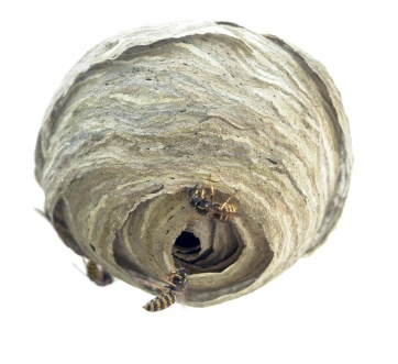 Plants, Pulp, and Paper: Introduction to Plant Based Papermaking @ The Gardens at HCP Aug 8 2015 - May 1st @ The Gardens at HCP