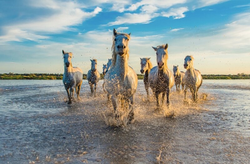 Strong and Soft: Christine Grinton @ new photographers GALLERY Feb 15 2020 - Jun 10th @ new photographers GALLERY