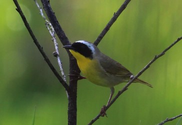 It Was a Very Big Year: Free Public Talk by Ann Nightingale: Ann Nightingale @ The Robert Bateman Centre Apr 4 2017 - Jul 25th @ The Robert Bateman Centre