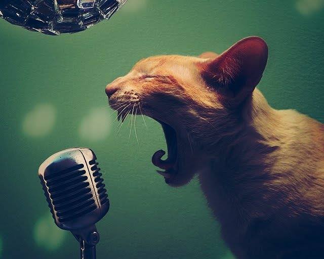 Karaoke Wednesdays: you singing your fav tunes @ Copper Owl Sep 6 2017 - Jun 6th @ Copper Owl