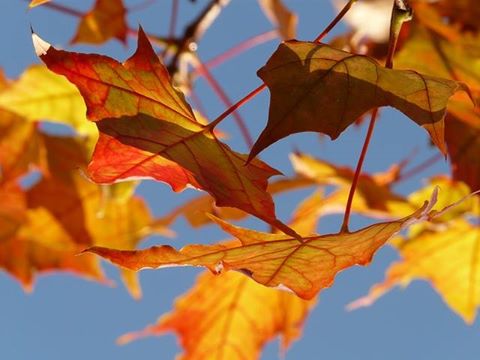 &ldquo;Autumn Leaves&rdquo;: Via Choralis Chamber Choir @ St Elizabeth&rsquo;s Church Nov 15 2015 - May 7th @ St Elizabeth&rsquo;s Church