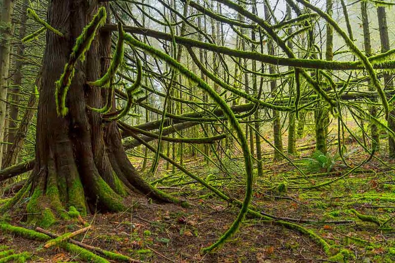 INTO THE WOODS: Photographs by Greg Glover: Greg Glover @ Metropolis Photo Gallery Feb 17 2018 - May 6th @ Metropolis Photo Gallery