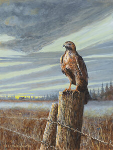 Red Tailed Hawk by 
Ed Peekeekoot