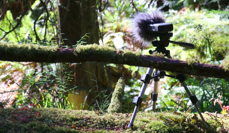 the-possible-impossible-thing-of-sound: Biophilia @ The Western Front Nov 1 2017 - May 6th @ The Western Front
