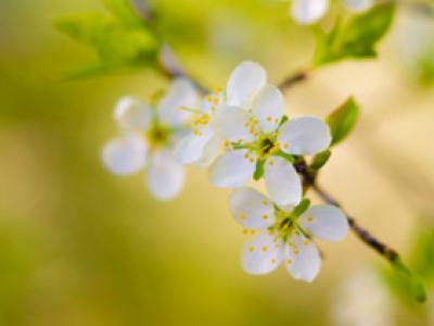 Fleur- Signs of Spring: Phoenix Chamber Choir @ Holy Trinity Anglican Church May 10 2014 - May 16th @ Holy Trinity Anglican Church