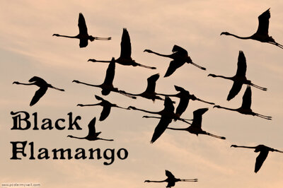 2013 PARTY: BLACK FLAMANGO @ Logan's Pub Jan 4 2013 - May 8th @ Logan's Pub