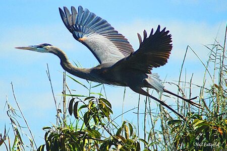 Flight by 
Neil A Fatin