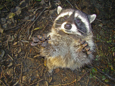 Matt Schryer : Canadian Wildlife Photographer and Stone Column Balancer @ Odeon Alley Nov 20 2015 - Jul 20th @ Odeon Alley