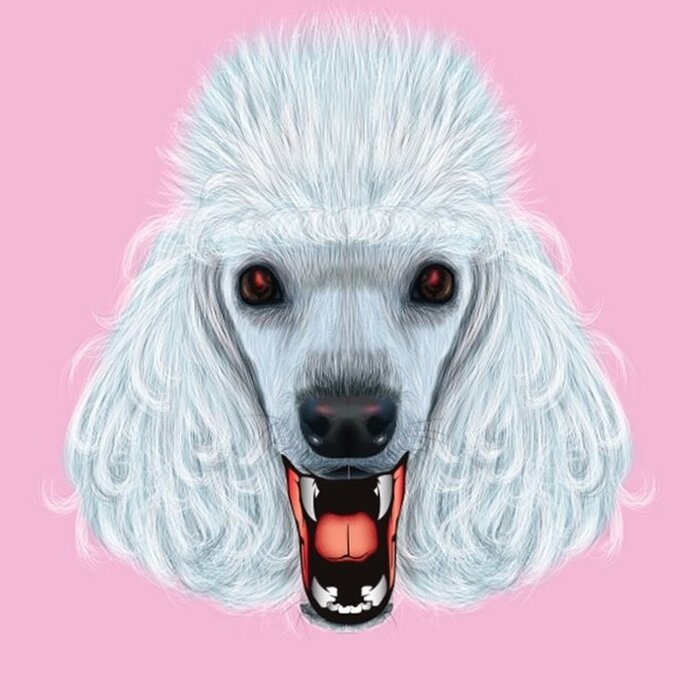 Profile Image: The Vicious Poodle