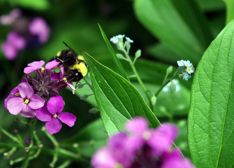 Indigenous plants for pollinators: Lekwungen territory (Victoria) - Jun 7th @ William stevenson park