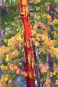 Woodland Arbutus by 
Neil A Fatin