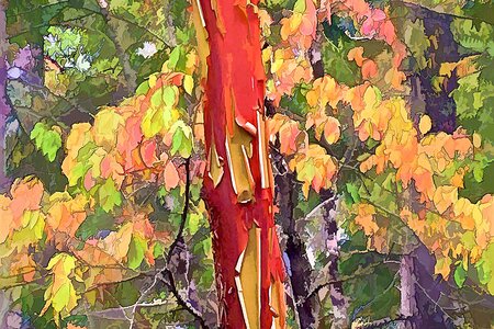 Arbutus by 
Neil A Fatin