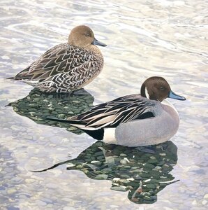 Pintails by 
Keith Taylor