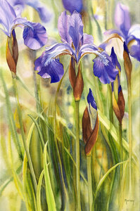 Siberian Iris II by 
Marney Ward SFCA, SCA
