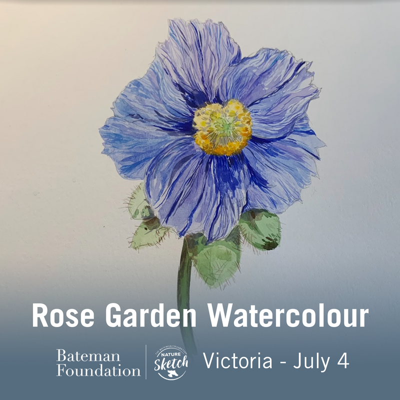 Victoria Workshop: Rose Garden Watercolour - May 7th @ Beacon Hill Park