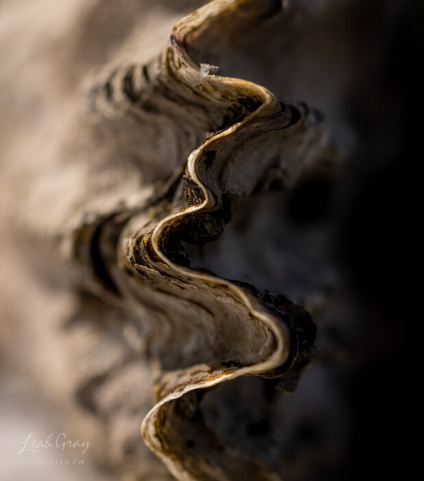 Profile Image: Spirithills.ca