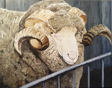 Merino Ram by 
Laurel Rossnagel