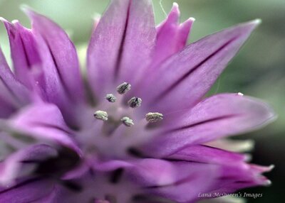 Flora and Fauna: Member Showcase @ Imagine That! Artisans' Designs Mar 18 2023 - Jun 7th @ Imagine That! Artisans' Designs