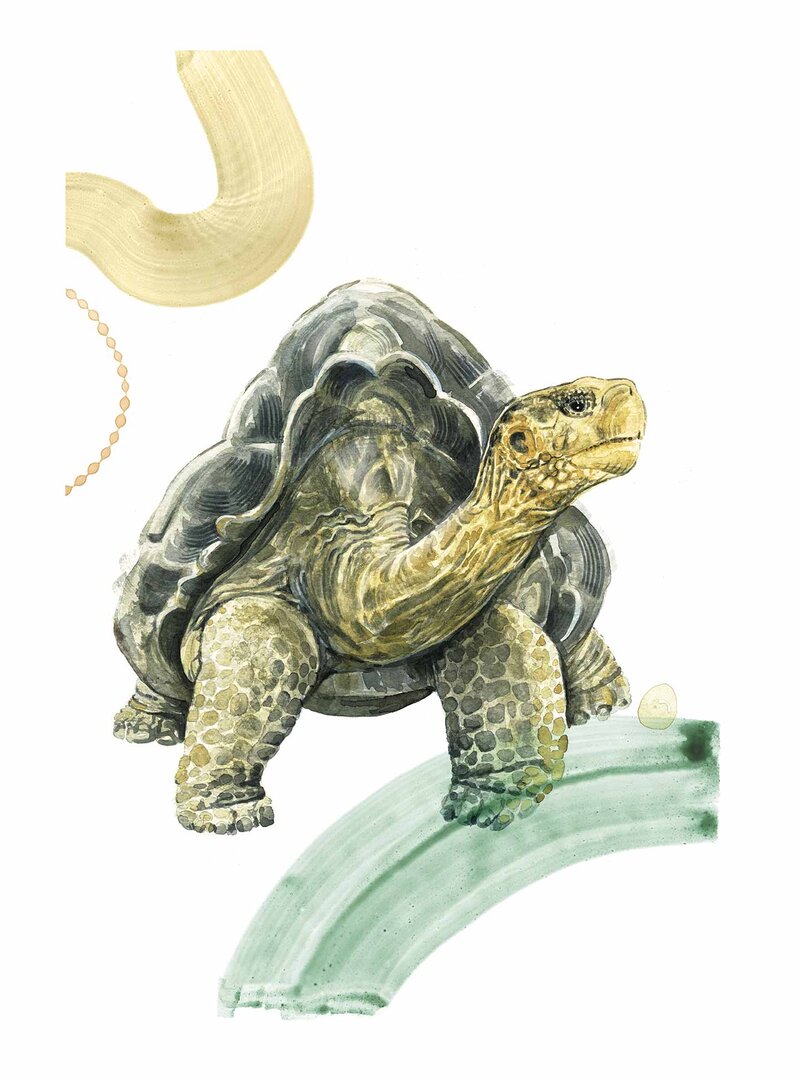 Lonesome George by 
AVD Creative