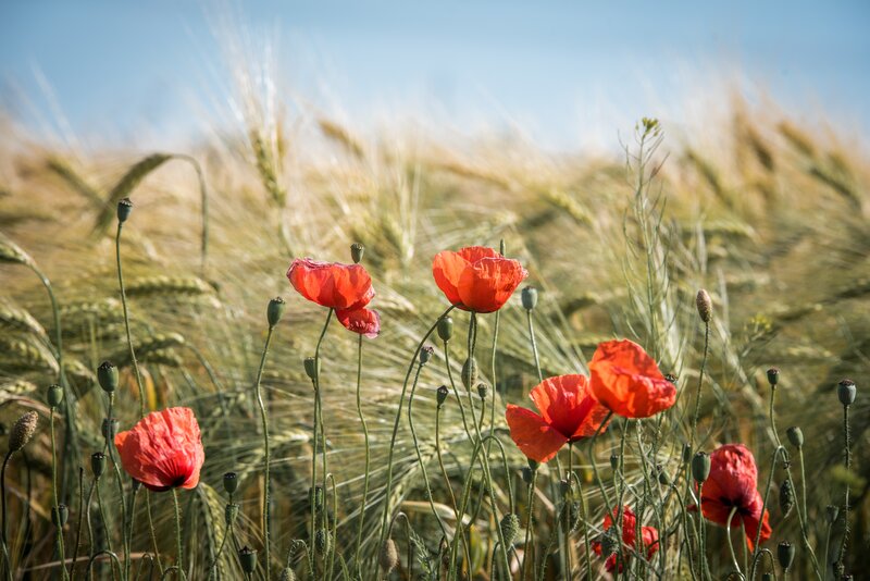 Commemoration - May 16th @ West Vancouver United Church