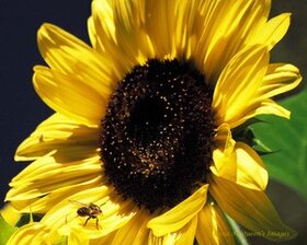 Capturing the Moment: Lana McQueen - Jun 23rd @ Imagine That! Artisans' Designs