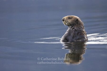 Untitled by 
Catherine Babault