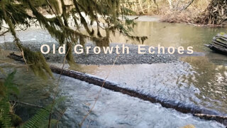 Old Growth Echoes