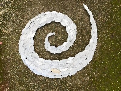 Bait ball by 
Melanie  Golder