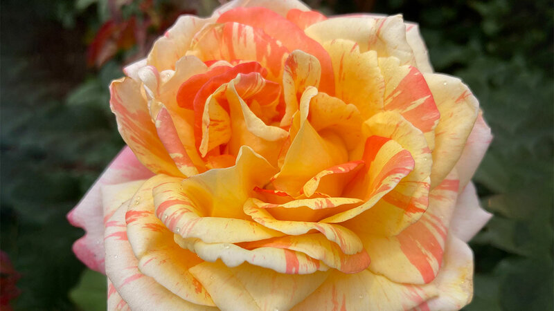 Mother&rsquo;s Day Musical Garden Tour - Jun 5th @ Gardens around Greater Victoria