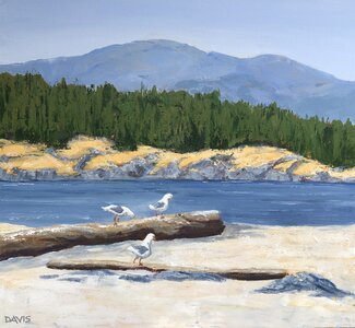 Seagulls, Sidney Spit by 
Joy Davis