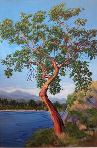 Arbutus, Cadboro Bay by 
Joy Davis