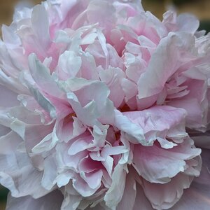 Untitled by 
Caroyln Lucas