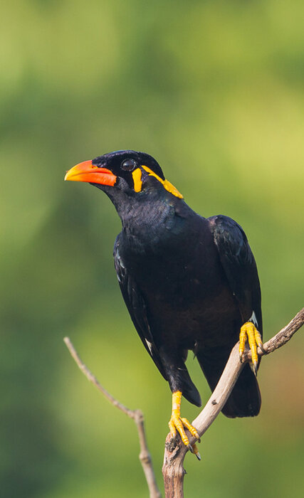 Profile Image: The Myna's