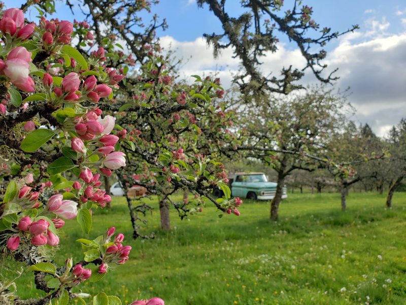 Spring Break Photo Challenge - May 30th @ Merridale Cidery & Distillery