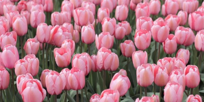 Spring Chamber and Viola Concert - May 6th @ St. Andrew&rsquo;s Presbyterian Church