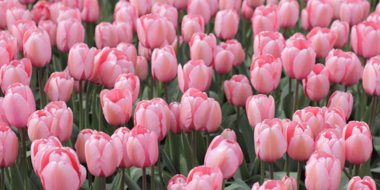 Spring Violin Concert - May 6th @ St. Andrews Presbyterian Church
