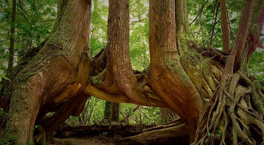 Dinosaur Trees by 
Clare Palmer
