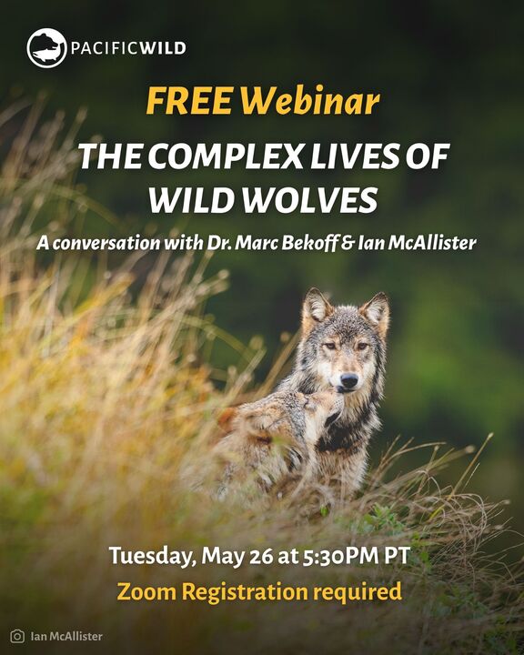 The Complex Lives of Wild Wolves - May 22nd @ Online