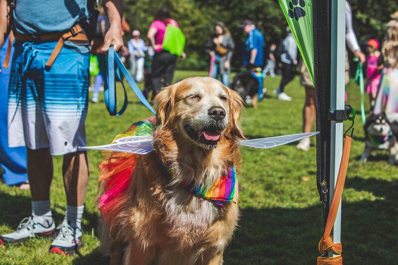 🌈 Big Gay Dog Walk - Jun 3rd @ Banfield Park