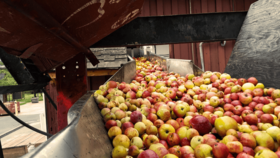 Apple Pressing in Action - Oct 13th @ Merridale Cidery & Distillery