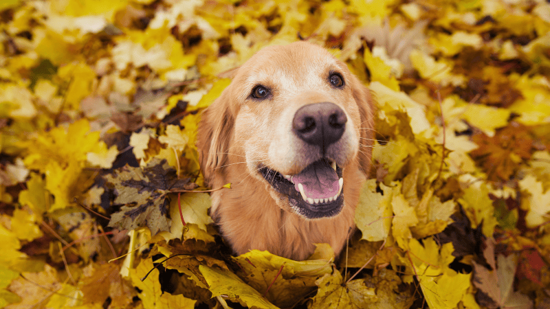 Harvest for Hounds - Oct 18th @ Merridale Cidery & Distillery