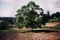 Spring in the high fields